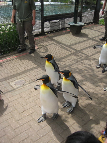 Slow Penguins