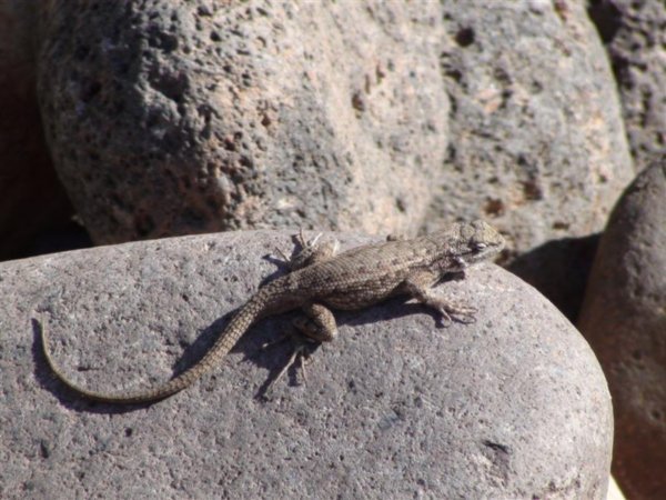 Lizard at Fremont River