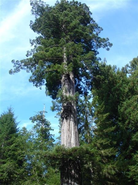 Giant Redwood