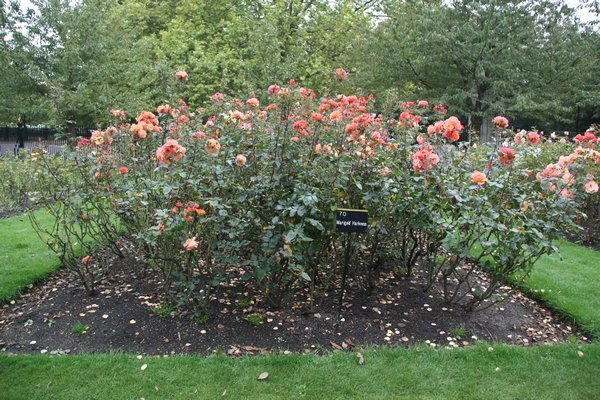 Rose Garden, Regent's Park