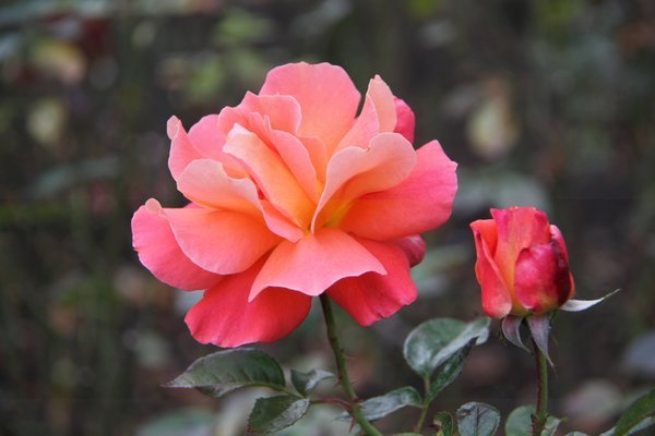 Rose Garden, Regent's Park