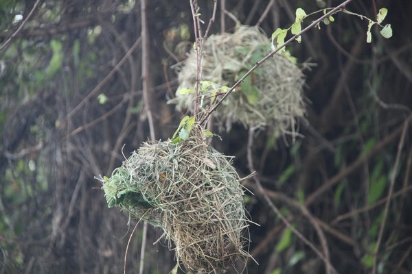 Weaver Nests