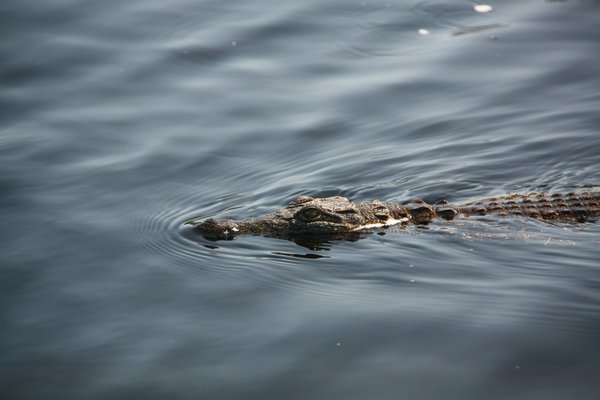 Croc in the water