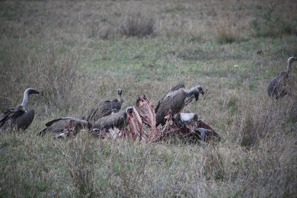Buffalo Carcass