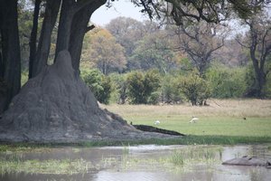 Large Croc Under Tree