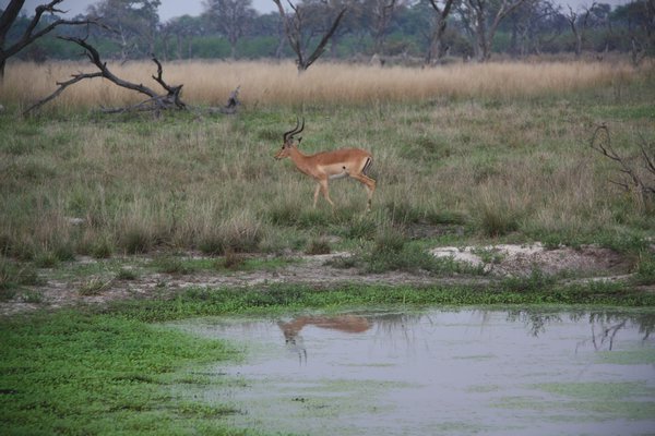 Impala Reflected in Pool