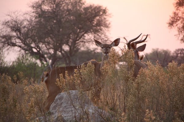 Kudu Pair in Sunset
