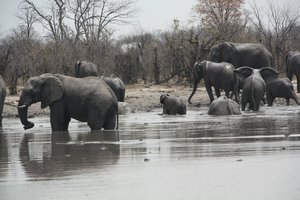 Elephant Breeding Herd