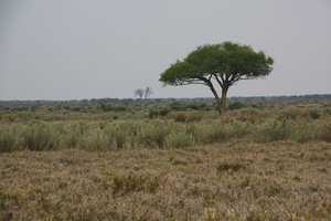 Acacia in Marsh