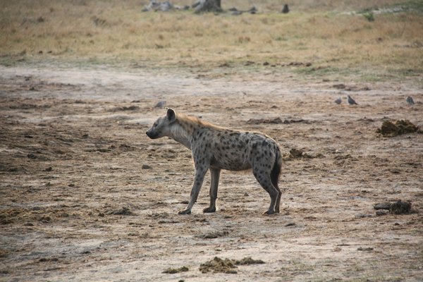 Hyena at Water Hole