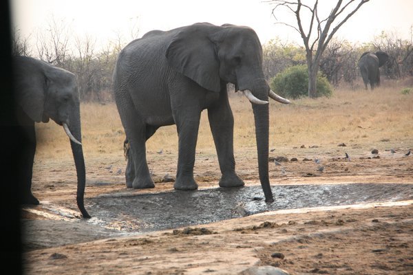 Elephants at Water Hole