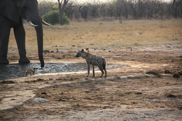 Hyena Hesitating