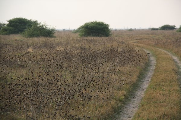 Savute Marsh Scenery