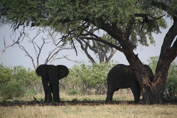 Elephants in the Shade