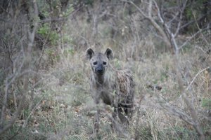 Hyena On His Way Home for the Day
