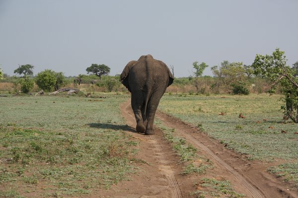Elephant on Vehicle Track