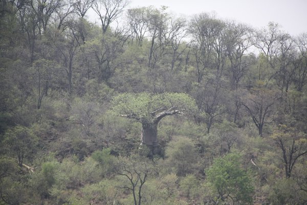 Baobob on Sacred Hill