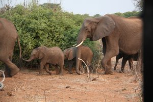 More Elephant Babies