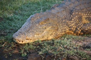 Croc Basking in Sun