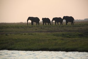 Elephant at Crossing