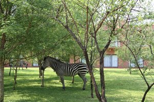 Zebra on the Grounds