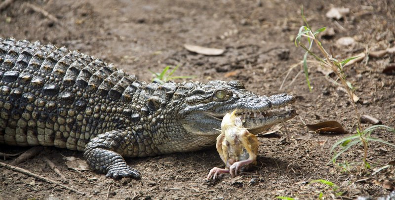 Crocodile at Snake Park