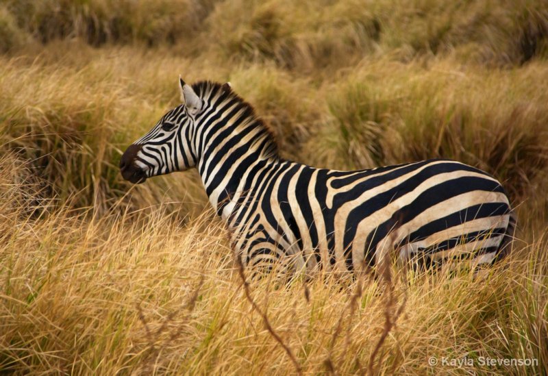Zebra near Ngorongoro Crater