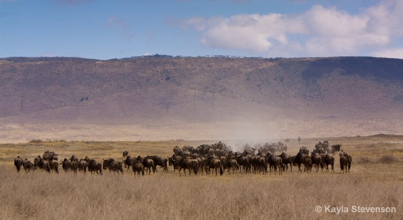 Wildebeest in Ngorongoro Crater