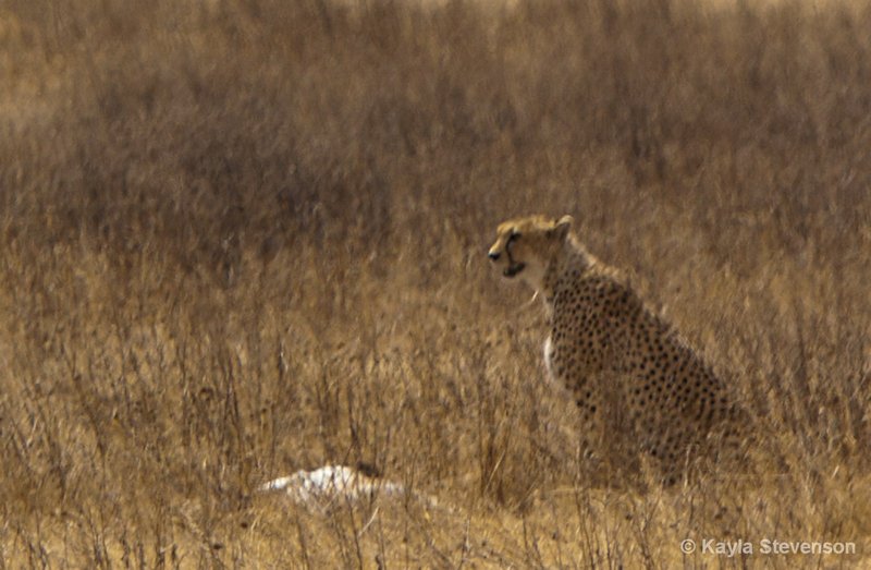 Cheetah with Thompson's Gazelle Kill