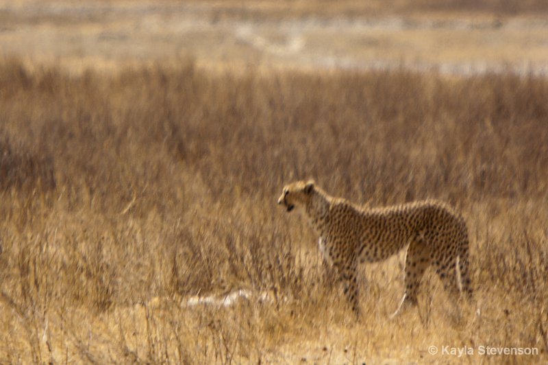 Cheetah Watching for Hyena