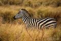 Zebra near Ngorongoro Crater