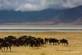 Wildebeest in Ngorongoro Crater