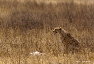 Cheetah with Thompson's Gazelle Kill