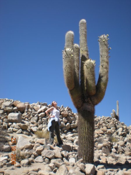 Big old cactus