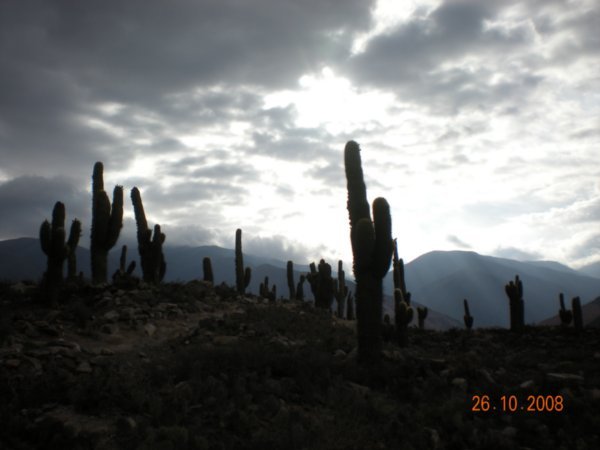 Cacti near sunset