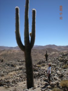 Thousand years old cactus