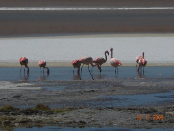 Day 2 - Flamingoes