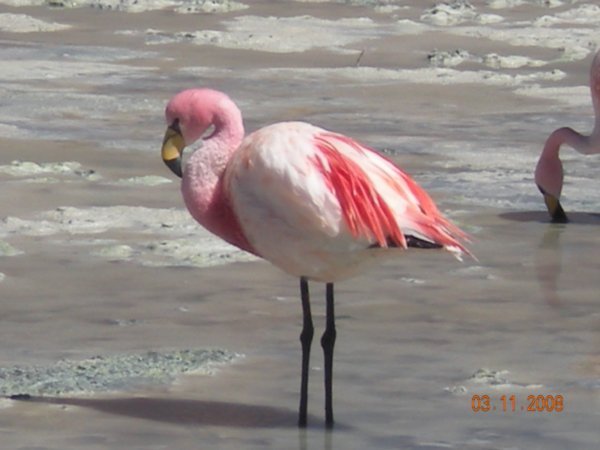 Day 3 - Flamingo