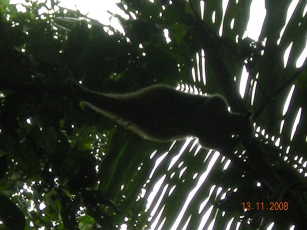 Tree Anteater