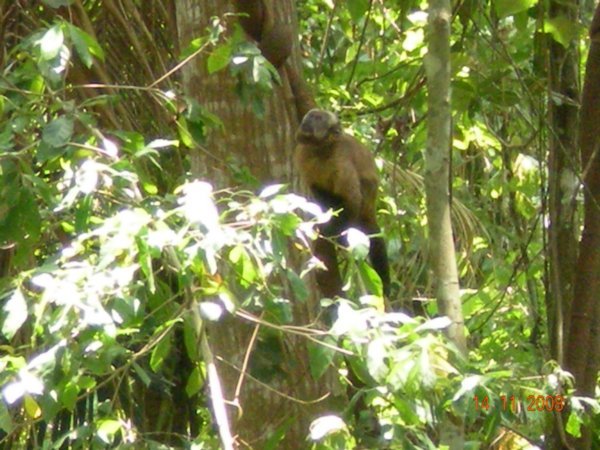 A monkey watches us lunch