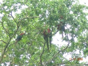 Red and Green Macaws
