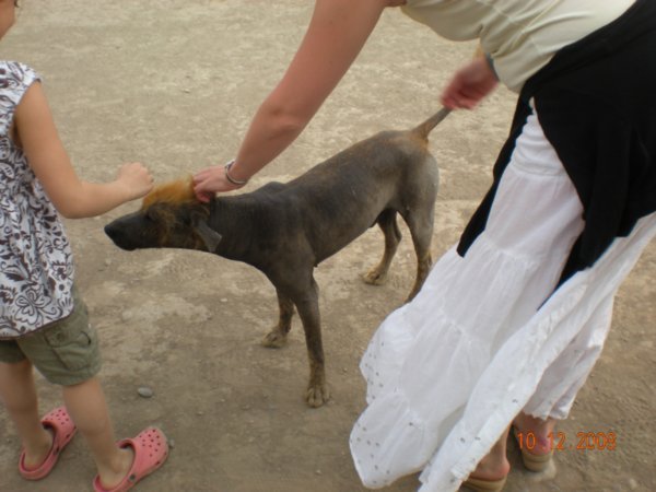 Peruvian bald dog with mohican