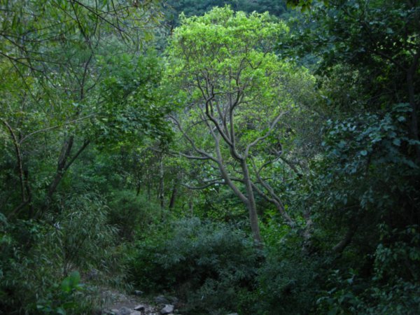 Margalla hills