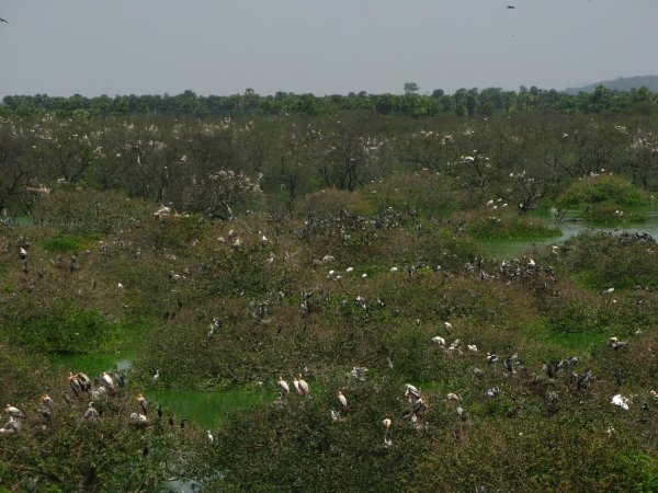 Ventandangal Bird Sanctuary