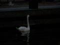Swan in the Canal