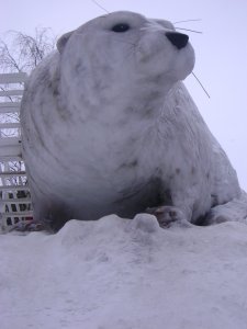 Snow Seal in Lulea