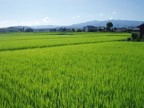 Rice Fields of Kotohira
