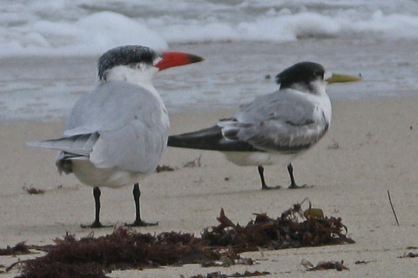 Terns