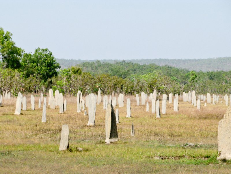 Magnetic Termite Mounds