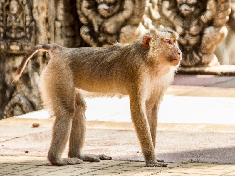 Monkey at Temple